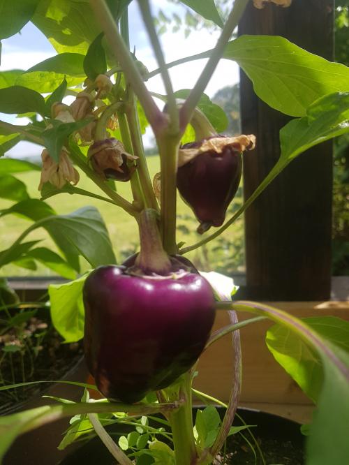 St Mary's Church, Axminster