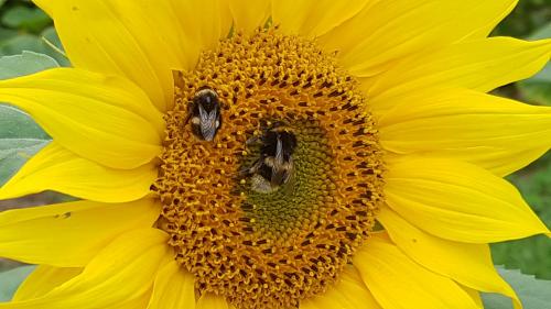 St Mary's Church, Axminster