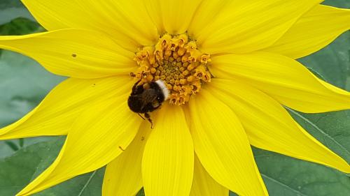 St Mary's Church, Axminster