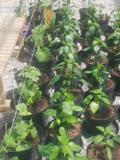 St Mary's Church, Axminster