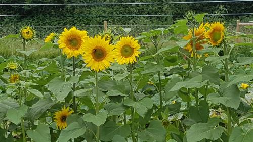 St Mary's Church, Axminster