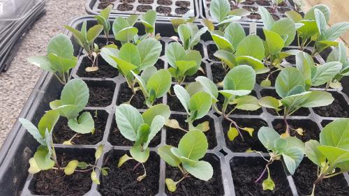 St Mary's Church, Axminster