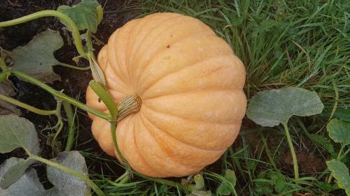 St Mary's Church, Axminster