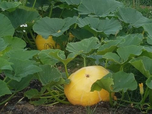 St Mary's Church, Axminster