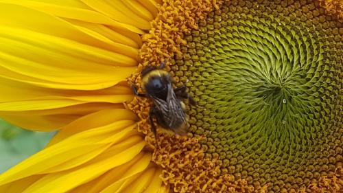 St Mary's Church, Axminster