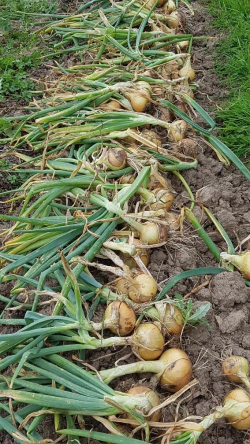 St Mary's Church, Axminster