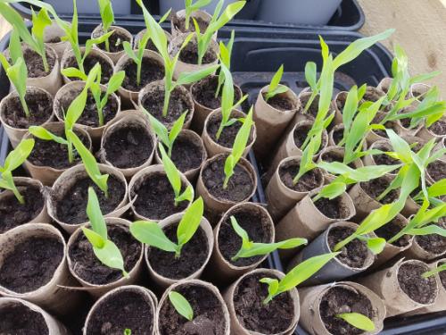 St Mary's Church, Axminster