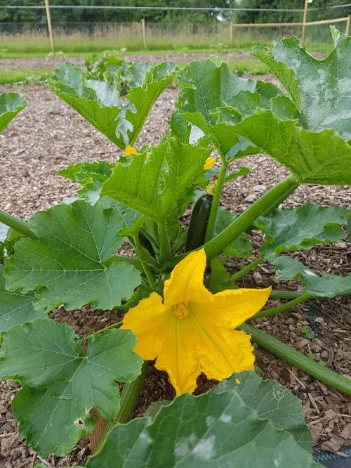 St Mary's Church, Axminster