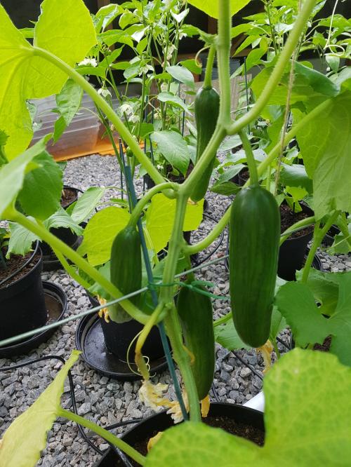 St Mary's Church, Axminster