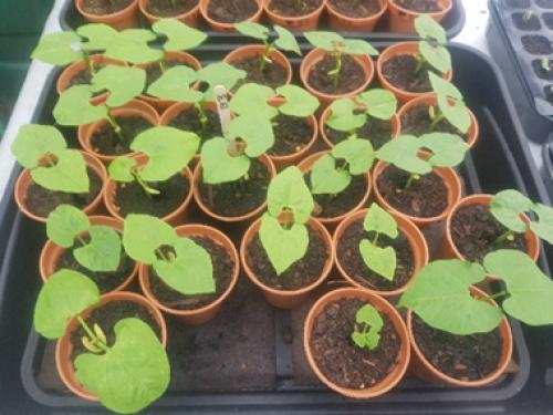 St Mary's Church, Axminster