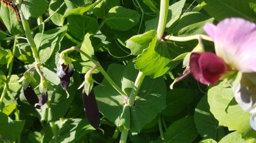 St Mary's Church, Axminster