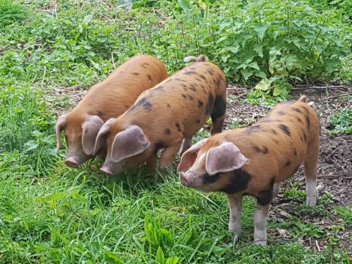 St Mary's Church, Axminster