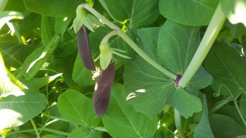 St Mary's Church, Axminster
