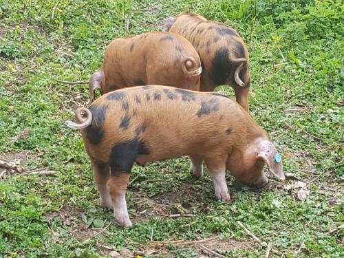 St Mary's Church, Axminster