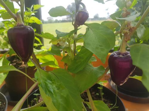 St Mary's Church, Axminster