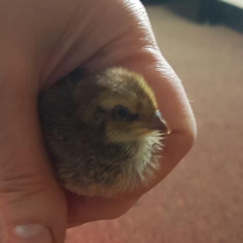 St Mary's Church, Axminster