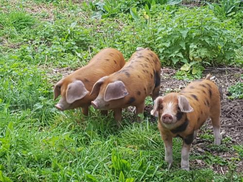 St Mary's Church, Axminster