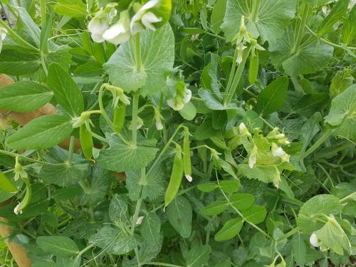 St Mary's Church, Axminster