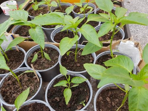 St Mary's Church, Axminster