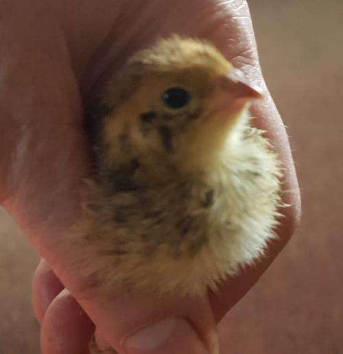 St Mary's Church, Axminster