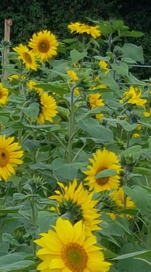 St Mary's Church, Axminster
