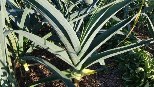 St Mary's Church, Axminster