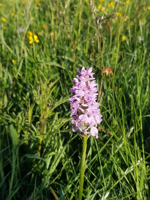 St Mary's Church, Axminster