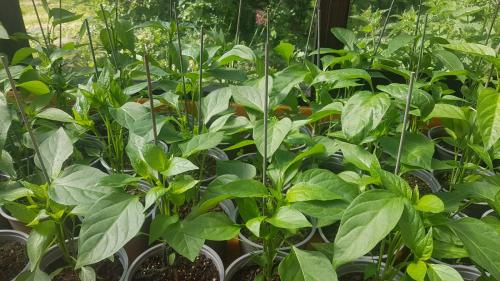 St Mary's Church, Axminster