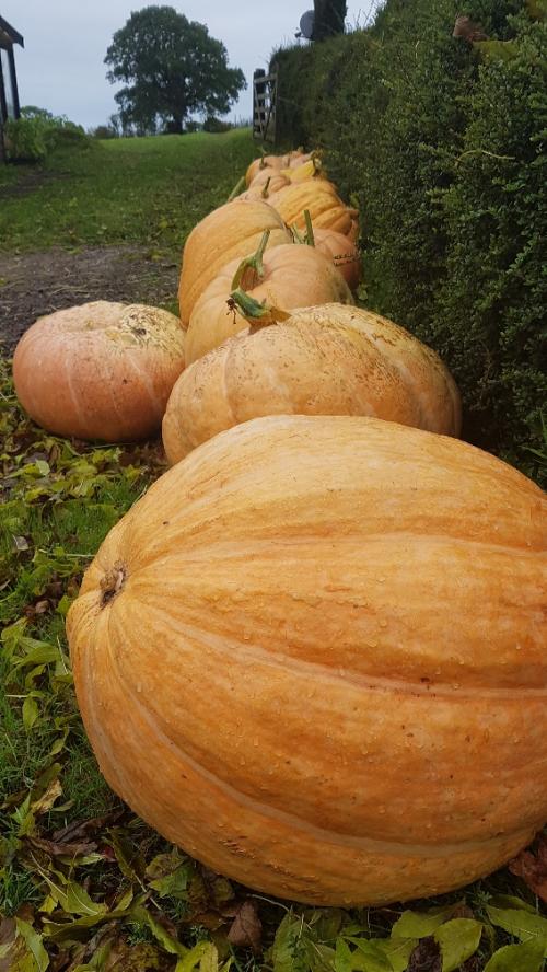 St Mary's Church, Axminster