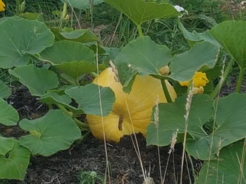 St Mary's Church, Axminster