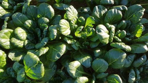 St Mary's Church, Axminster